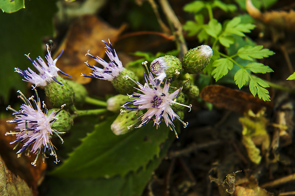 포토 JPG 해외이미지 나무 식물 계절 꽃 분홍색 잎 자연 사람없음 뷰티 정원 봄 벚꽃 흰색 해외202309 해외포토 컬러 생태계 파일형식