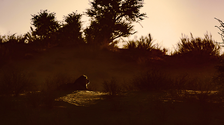 포토 JPG 해외이미지 동물 남자 야생동물 포유류 아프리카 자연 흑백 국립공원 사람없음 야외 가로 관광지 눕기 일출 황혼 새벽 사막 황무지 보호 사자 사파리 육식동물 나미비아 남아프리카 보츠와나 보호구역 칼라하리 건조기후 해외202309 해외포토 자연요소 공원 나라 여행 컨셉 모션 촬영기법 사람 노을 일몰 생태계 구역 파일형식