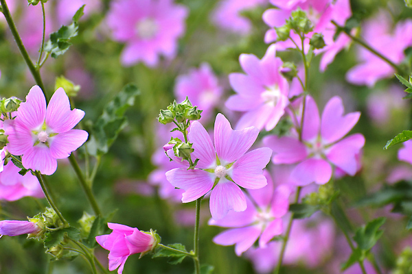포토 JPG 해외이미지 식물 계절 꽃잎 꽃 분홍색 컬러 잎 자연 사람없음 야외 여름 햇빛 태양 뷰티 활발 들꽃 벚꽃 전원 개화 닫기 흔들림 아욱 해외202309 해외포토 자연요소 컨셉 모션 전기에너지 생태계 파일형식