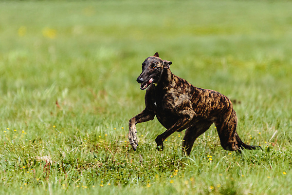 포토 JPG 해외이미지 동물 공원 행복 스포츠 셔츠 밭 포유류 모션 자연 놀이 건강 사람없음 야외 초록색 달리기 햇빛 뷰티 우주 정원 맑음 점프 검은색 경쟁 에너지 레이싱 잡기 개 유혹 강의 테리어 속도 호기심 사냥 사냥개 섬광 순간 순혈 해외202309 해외포토 공공시설 감정 컬러 컨셉 상의 농업 날씨 시합 태양 생태계 파일형식