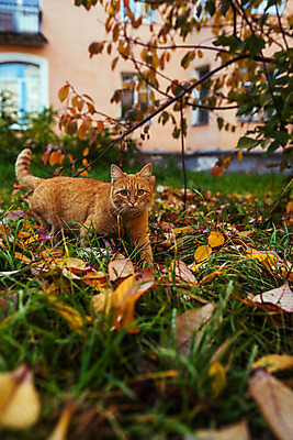 포토 JPG 해외이미지 동물 계절 공원 행복 얼굴 야생동물 백그라운드 단풍 잎 오렌지 포유류 자연 휴식 거리 털 앉기 사람없음 야외 목재 빨간색 초록색 반려동물 햇빛 뷰티 노란색 정원 고양이 황금 솜털 10월 내추럴 노숙자 기르기 해외202309 해외포토 나무 식물 공공시설 감정 컬러 컨셉 과일 재료 모션 신체부위 태양 날짜 생태계 돌봄 파일형식