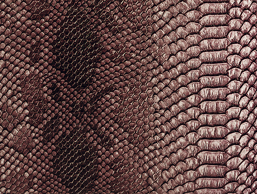 포토 JPG 해외이미지 동물 디자인 옷 야생동물 컬러 백그라운드 패턴 파충류 자연 벽지 표면 추상 미술 사람없음 빨간색 물 갈색 유행 검은색 직물 거친 뱀 고급 인쇄 가죽 피부 묘사 질감 눈금 도마뱀 육식동물 악어 숨김 내추럴 이국적 인공 스타일 해외202309 해외포토 자연요소 컨셉 무늬 문화예술 신체부위 생태계 파일형식