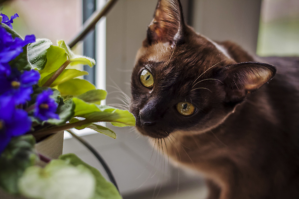 포토 JPG 해외이미지 동물 응시 주택 털 실내 앉기 사람없음 반려동물 뷰티 갈색 에너지 작음 큼 호기심 사냥 기르기 총구 버미즈 순혈 해외202309 해외포토 시선 감정 컬러 컨셉 모션 내부 건물 고양이 크기 돌봄 파일형식