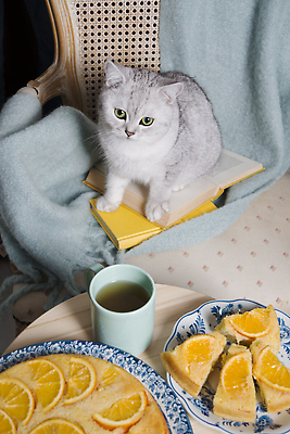 포토 JPG 해외이미지 동물 어린이 음식 백그라운드 의자 오렌지 휴가 디저트 귤 실내 건강 요리 사람없음 목재 가로 여름 파란색 반려동물 노란색 케이크 고양이 원형 달콤 맛 굽기 먹기 허브 오브젝트 안락의자 아몬드 살구 숙성 채식주의자 타르트 페스츄리 핸드메이드 캐러멜 카피스페이스 맛있는 해외202309 해외포토 도형 나무 식물 계절 빵 컬러 가구 컨셉 과일 재료 포유류 모션 사람 내부 공백 견과류 구이 채식 파이_빵 파일형식