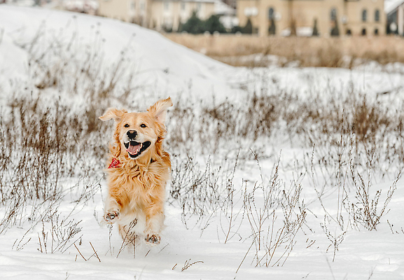 포토 JPG 해외이미지 겨울 자연 사람없음 야외 건물 달리기 설원 산책 추위 골든리트리버 강아지 해외202309 해외포토 건축물 계절 모션 휴식 눈_날씨 반려동물 개 리트리버 생태계 파일형식