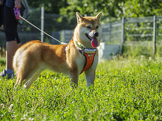 포토 JPG 해외이미지 동물 공원 행복 백그라운드 밭 포유류 자연 잔디 사람없음 야외 초록색 반려동물 뷰티 갈색 일본 점프 검은색 봄 개 강아지 작음 나무껍질 솜털 양모 기르기 많음 해외202309 해외포토 나무 식물 계절 공공시설 감정 아시아 컬러 컨셉 농업 모션 껍질 직물 크기 생태계 돌봄 파일형식