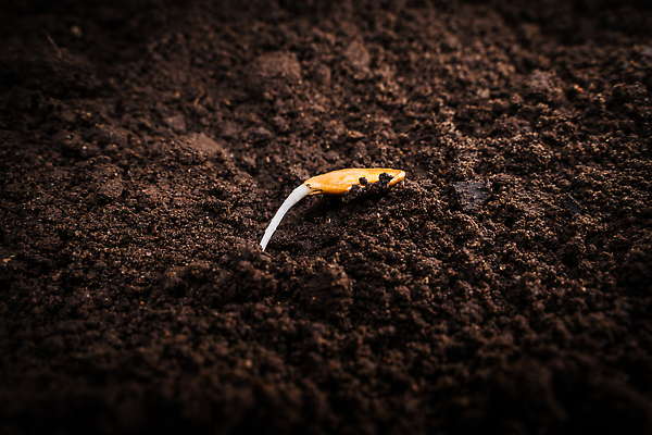 포토 JPG 해외이미지 식물 계절 지구 음식 농업 과일 주택 씨앗 사람없음 노란색 새싹 흙 무대 껍질 원형 원예 뿌리 거름 밭일 주키니 해외202309 해외포토 도형 산업 컬러 취미 건물 파일형식