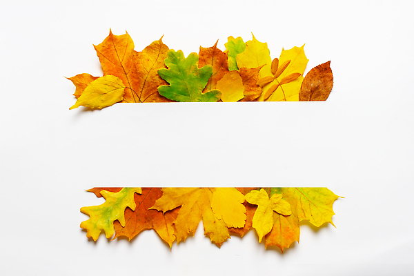 포토 JPG 해외이미지 식물 템플릿 디자인 계절 백그라운드 컨셉 단풍 잎 패턴 자연 프레임 건조 따뜻함 사람없음 장식 컬러풀 뷰티 노란색 공백 덮개 흰색 축하 인사 신용카드 플랫 떨어짐 9월 11월 수집 질감 레이아웃 초대 추수감사절 10월 내추럴 고립 구성 엘리먼트 목업 플랫레이 카피스페이스 미니멀 국경 해외202309 해외포토 기독교 컬러 무늬 금융 뚜껑 예절 날짜 생태계 파일형식