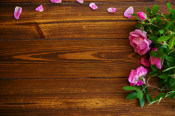 포토 JPG 해외이미지 식물 디자인 꽃잎 꽃 분홍색 결혼 백그라운드 꽃무늬 패턴 텍스트 탁자 추상 휴가 발렌타인데이 선물 사랑 사람없음 목재 빨간색 세트 뷰티 장미 축제 어둠 봄 낭만 수확 벚꽃 흰색 축하 인사 신용카드 생일 개화 다발 복고 엽서 내추럴 스타일 많음 국경 비어있는 해외202309 해외포토 나무 계절 기념일 감정 컬러 가구 컨셉 무늬 농업 재료 데이이벤트 이벤트 금융 예절 편지 파일형식