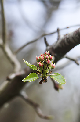 포토 JPG 해외이미지 나무 식물 계절 꽃잎 꽃 분홍색 컬러 백그라운드 잎 꽃무늬 과일 자연 하늘 새로움 사람없음 야외 초록색 여름 파란색 빛 햇빛 뷰티 정원 맑음 봄 성장 벚꽃 흰색 나뭇가지 신선 개화 사과 4월 5월 묘사 원예 부드러움 내추럴 해외202309 해외포토 컨셉 무늬 날씨 취미 태양 감각 날짜 생태계 파일형식