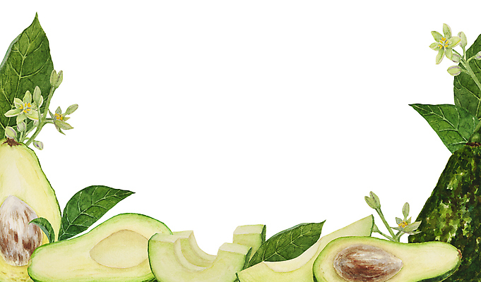 포토 JPG 해외이미지 조각 잎 단면 씨앗 사람없음 껍질 테두리 손그림 아보카도 아보카도꽃 해외202309 해외포토 식물 꽃 과일 파일형식