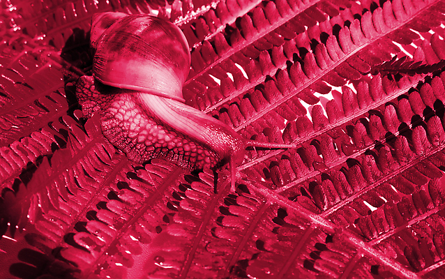 포토 JPG 해외이미지 식물 동물 1 야생동물 백그라운드 자연 생물 연체동물 뿔 실내 나선형 사람없음 환경 정원 껍질 흰색 닫기 미끄러짐 미끄럼틀 큼 속도 달팽이 덮기 촉수 느림 내추럴 기어가기 민달팽이 카피스페이스 끈적임 해외202309 해외포토 컬러 무늬 모션 무척추동물 내부 공백 놀이기구 크기 생태계 파일형식 달팽이_동물