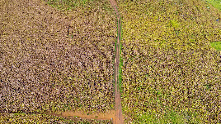 포토 JPG 해외이미지 식물 전통 계절 산업 문화 음식 컬러 백그라운드 잎 밭 농업 채소 재료 자연 옥수수 사람없음 야외 초록색 농작물 농장 농경지 노란색 환경 정원 봄 수확 성장 시골 농부 낟알 땅 시리얼 유기농 내추럴 밭일 숙성 세련 해외202309 해외포토 직업 웰빙 곡류 생태계 파일형식