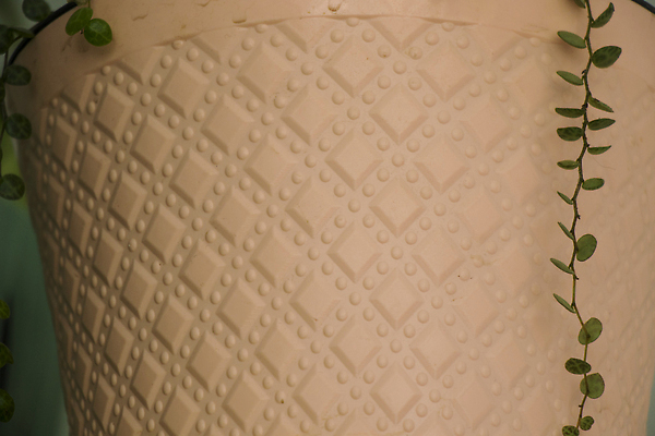 포토 JPG 해외이미지 나무 식물 꽃 화초 컬러 백그라운드 잎 자연 회색배경 아파트 건강 사람없음 야외 초록색 여름 뷰티 새싹 정원 놀이방 성장 신선 냄비 오브젝트 유기농 질감 내추럴 땅바닥 그리너리 해외202309 해외포토 웰빙 계절 바닥 주택 회색 솥 생태계 파일형식 트랜드컬러