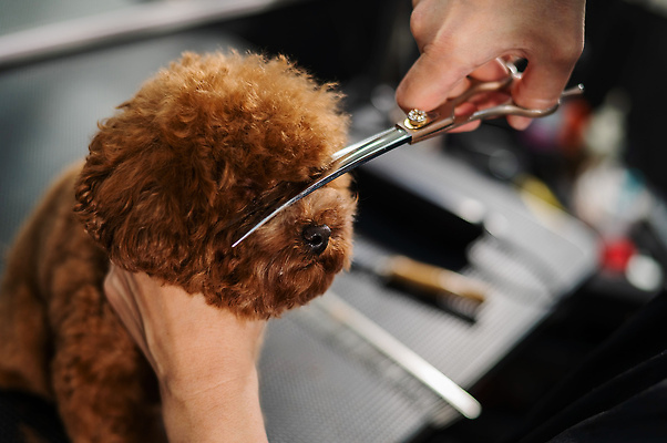 포토 JPG 해외이미지 손 신체부위 뷰티 귀여움 이발 푸들 다듬기 미용가위 해외202309 해외포토 컨셉 모션 가위_도구 사람 미용용품 개 파일형식