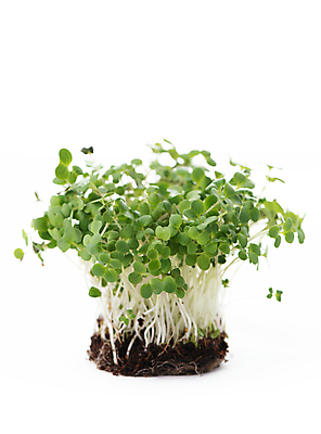 포토 JPG 해외이미지 사람없음 초록색 새싹 흙 신선 해외202309 해외포토 식물 컬러 파일형식