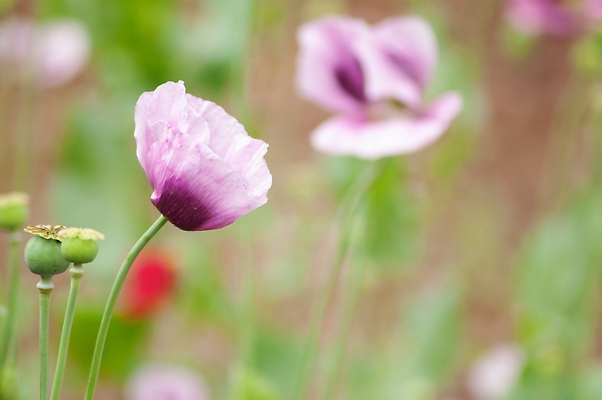 포토 JPG 해외이미지 식물 꽃잎 꽃 컬러 백그라운드 잎 꽃무늬 자연 사람없음 야외 초록색 파란색 컬러풀 햇빛 뷰티 정원 보라색 놀람 봄 회색 벚꽃 신선 개화 닫기 원예 양귀비 내추럴 해외202309 해외포토 계절 감정 무늬 모션 표정 취미 태양 생태계 파일형식