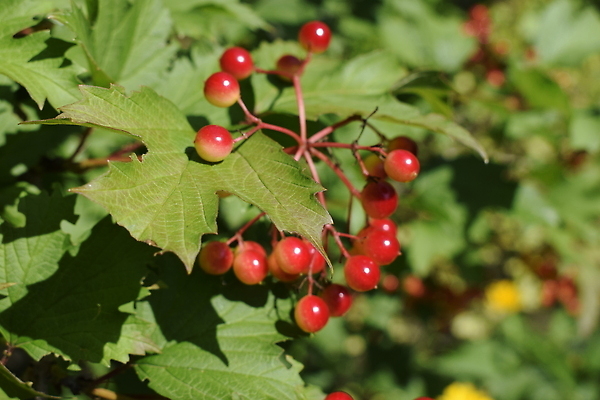 포토 JPG 해외이미지 나무 식물 계절 열매 음식 컬러 백그라운드 잎 농업 과일 자연 건강 사람없음 장식 빨간색 초록색 빛 농작물 컬러풀 뷰티 정원 수확 나뭇가지 신선 닫기 맛 다발 관목 유기농 내추럴 숙성 엘리먼트 많음 해외202309 해외포토 웰빙 산업 컨셉 모션 생태계 파일형식