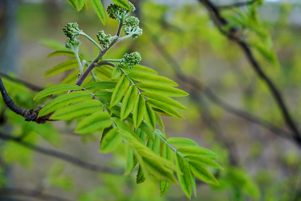 포토 JPG 해외이미지 나무 식물 계절 공원 열매 줄기 컬러 백그라운드 낙엽 잎 자연 새로움 사람없음 야외 초록색 새싹 환경 봄 성장 나뭇가지 신선 숲 다발 유기농 질감 보케 재 해외202309 해외포토 웰빙 공공시설 컨셉 생태계 파일형식