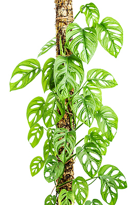 포토 JPG 해외이미지 식물 화초 백그라운드 잎 실내 이끼 사람없음 정원 흰색 큼 서식 봉 고립 해외202309 해외포토 컬러 내부 크기 파일형식