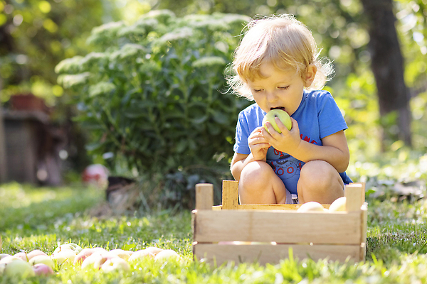 포토 JPG 해외이미지 나무 백인 라이프스타일 손 계절 행복 어린이 음식 과일 자연 건강 한명 사람 소년 야외 빨간색 초록색 뷰티 농장 소풍 정원 맑음 수확 아기 신선 잡기 사과 과수원 먹기 유기농 원예 토막 걸음마 해외202309 해외포토 서양인 식물 1 웰빙 남자 감정 컬러 농업 모션 날씨 취미 생활 신체부위 야외활동 생태계 파일형식