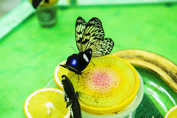 포토 JPG 해외이미지 동물 꽃 나비 곤충 잎 꽃무늬 날개 오렌지 일러스트 자연 미술 사람없음 여름 컬러풀 뷰티 노란색 정원 검은색 봄 벌레 벡터 해외202309 해외일러스트 식물 계절 컬러 무늬 과일 문화예술 생태계 파일형식