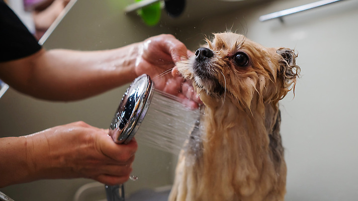 포토 JPG 해외이미지 손 신체부위 뷰티 귀여움 목욕 젖음 이발 샤워기 포메라니안 해외202309 해외포토 컨셉 사람 청결 개 파일형식