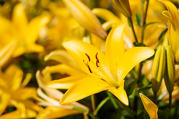 포토 JPG 해외이미지 식물 꽃잎 꽃 컬러 꽃다발 백그라운드 꽃무늬 오렌지 자연 사람없음 장식 초록색 컬러풀 뷰티 노란색 정원 맑음 봄 벚꽃 신선 우아함 원예 꽃가루 내추럴 꽃수술 정물화 해외202309 해외포토 계절 컨셉 무늬 과일 날씨 취미 가루 그림 생태계 파일형식