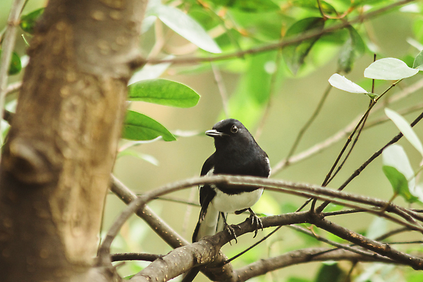 포토 JPG 해외이미지 동물 여자 남자 야생동물 컬러 날개 노래 자연 조류 생물 앉기 동양인 사람없음 초록색 스마트폰 컬러풀 뷰티 귀여움 환경 검은색 흰색 닫기 보호 소프트포커스 숲 작음 스마트 깃털 묘사 만족 꼬리 부리 보케 날카로움 녹색배경 동물상 이국적 전국 해외202309 해외포토 감정 음악 백그라운드 컨셉 모션 촬영기법 사람 인종 핸드폰 스마트기기 조형물 크기 생태계 파일형식