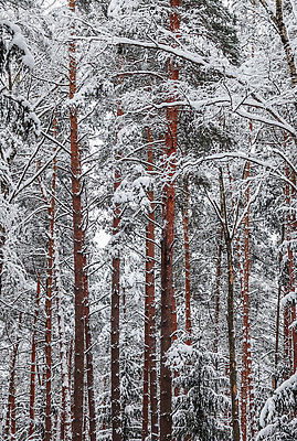 포토 JPG 해외이미지 나무 길 겨울 자연 사람없음 야외 눈 숲 가로수 해외202309 해외포토 자연요소 식물 계절 날씨 생태계 파일형식