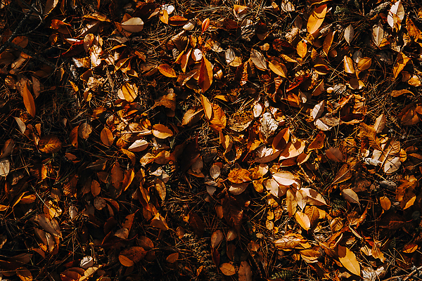 포토 JPG 해외이미지 나무 식물 디자인 계절 공원 컬러 백그라운드 단풍 잎 패턴 오렌지 자연 벽지 추상 건조 사람없음 야외 목재 빨간색 초록색 빛 컬러풀 뷰티 갈색 노란색 정원 보라색 활발 황금 숲 9월 11월 땅 다발 질감 10월 내추럴 땅바닥 해외202309 해외포토 공공시설 컨셉 무늬 과일 재료 바닥 날짜 생태계 파일형식