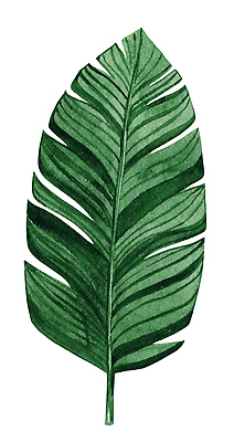 포토 JPG 해외이미지 나무 식물 컬러 백그라운드 잎 꽃무늬 일러스트 자연 바나나 손바닥 미술 사람없음 장식 초록색 환경 정원 스파 성장 흰색 나뭇가지 신선 숲 인쇄 묘사 오브젝트 질감 하와이 손그림 코코넛 브라질 내추럴 고립 엘리먼트 이국적 파라다이스 해외202309 해외일러스트 손 꽃 무늬 과일 문화예술 미국 남아메리카 생태계 파일형식