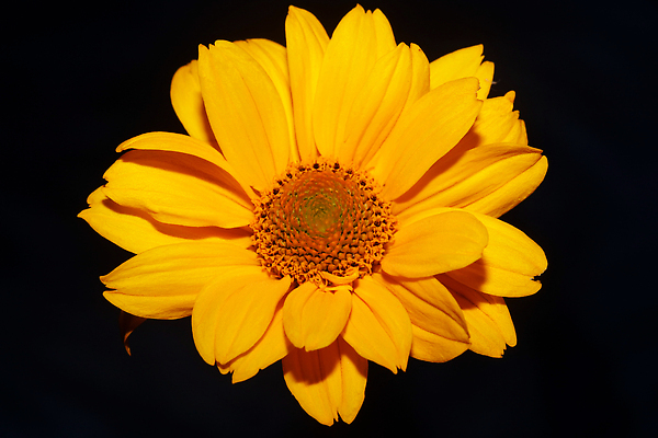 포토 JPG 해외이미지 식물 꽃잎 꽃 컬러 백그라운드 잎 꽃무늬 밭 자연 해바라기 사람없음 야외 장식 초록색 뷰티 노란색 정원 성장 벚꽃 개화 허브 원예 데이지 화단 내추럴 영원 해외202309 해외포토 무늬 농업 취미 생태계 파일형식