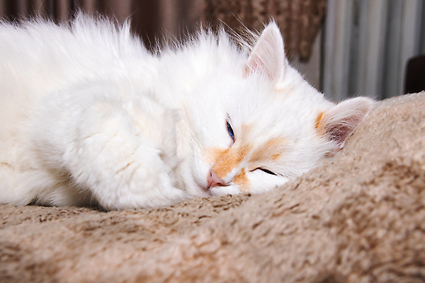 포토 JPG 해외이미지 쿠션 사람없음 반려동물 눕기 귀여움 눈감음 고양이 이불 졸음 안락 해외202309 해외포토 동물 감정 컨셉 포유류 침구 모션 파일형식