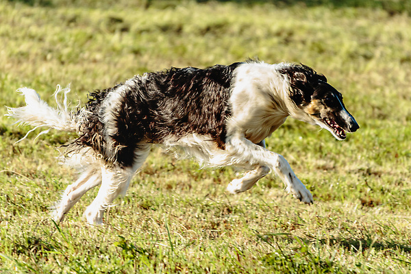 포토 JPG 해외이미지 동물 1 공원 감정 스포츠 밭 모션 놀이 건강 사람없음 야외 초록색 반려동물 달리기 뷰티 걷기 정원 점프 경쟁 에너지 게임 시골 레이싱 잡기 개 유혹 속도 사냥 송곳니 기르기 전력질주 챔피언 순혈 해외202309 해외포토 공공시설 컬러 컨셉 농업 포유류 시합 치아 돌봄 파일형식
