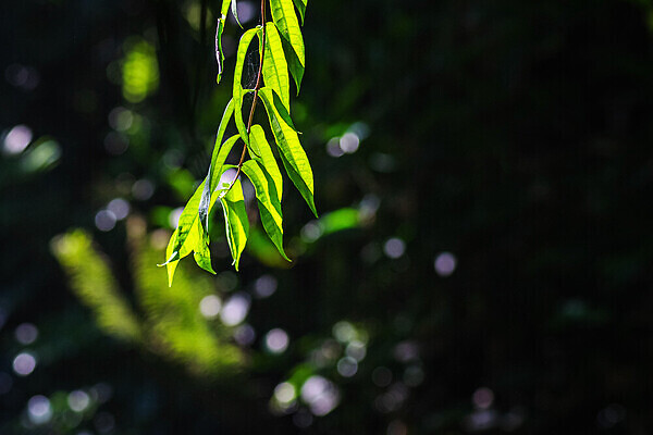 포토 JPG 해외이미지 나무 식물 계절 공원 야생동물 컬러 백그라운드 잎 패턴 자연 벽지 추상 사람없음 야외 목재 초록색 물 환경 정원 봄 성장 나뭇가지 신선 숲 열대우림 질감 내추럴 양치류 이국적 가문비나무 해외202309 해외포토 자연요소 동물 공공시설 무늬 재료 생태계 파일형식