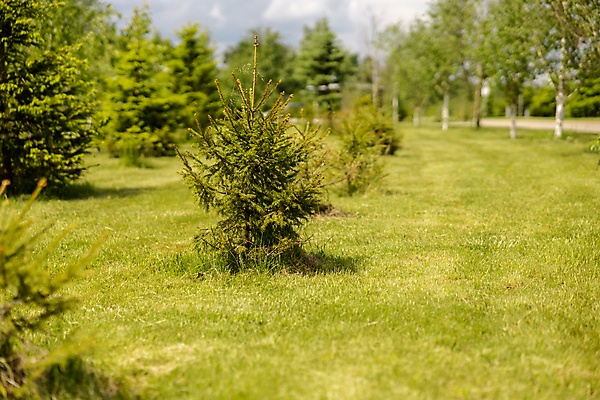 포토 JPG 해외이미지 나무 식물 계절 공원 백그라운드 밭 농업 자연 사람없음 야외 목재 초록색 뷰티 크리스마스트리 새싹 환경 정원 맑음 봄 성장 나뭇가지 소나무 작음 침엽수 전나무 모종 줄서기 가문비나무 많음 해외202309 해외포토 공공시설 산업 컬러 컨셉 크리스마스 재료 모션 날씨 크기 생태계 파일형식