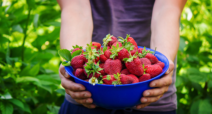 포토 JPG 해외이미지 식물 손 계절 열매 음식 백그라운드 잎 농업 다이어트 과일 자연 딸기 디저트 건강 사람 사람없음 빨간색 초록색 농작물 농장 정원 수확 성장 신선 잡기 그룹 달콤 맛 농부 수집 먹기 유기농 원예 날것 내추럴 밭일 숙성 채식주의자 맛있는 해외202309 해외포토 직업 웰빙 산업 컬러 컨셉 모션 취미 신체부위 생태계 채식 파일형식