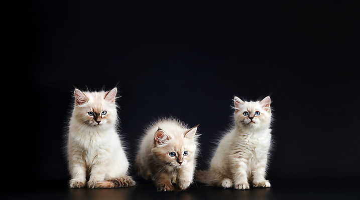 포토 JPG 해외이미지 동물 응시 새끼 컬러 장난 포유류 포옹 놀이 털 사랑 사람없음 파란색 반려동물 뷰티 검은색 고양이 가축 우정 백발 달콤 작음 모피 순수 꼬리 긍정 육식동물 솜털 가면무도회 걸음마 고립 기르기 시베리아 특별함 순혈 해외202309 해외포토 헤어스타일 시선 감정 컨셉 안기 모션 친구 맛 크기 돌봄 무도회 파일형식