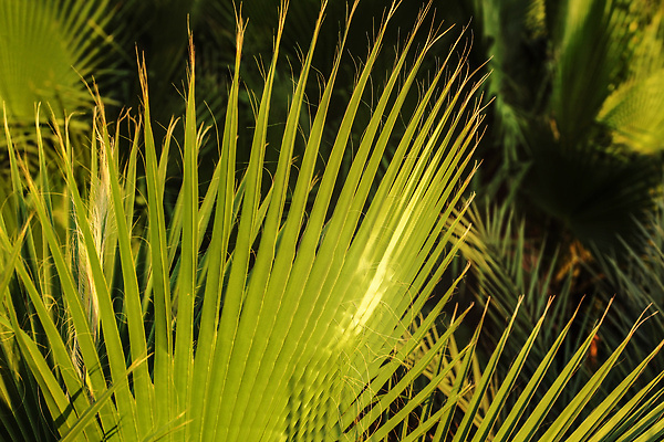 포토 JPG 해외이미지 나무 식물 공원 컬러 여행 백그라운드 잎 자연 추상 따뜻함 손바닥 그림자 사람없음 야외 초록색 빛 햇빛 태양 뷰티 정원 맑음 신선 닫기 저녁 숲 묘사 유기농 질감 남쪽 내추럴 이국적 파라다이스 해외202309 해외포토 자연요소 손 웰빙 공공시설 무늬 모션 날씨 야간 방향 생태계 파일형식
