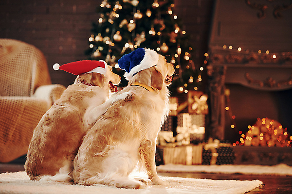 포토 JPG 해외이미지 크리스마스 두마리 산타모자 실내 앉기 사람없음 뒷모습 아웃포커스 골든리트리버 강아지 보케 빛망울 해외202309 해외포토 모자_잡화 기념일 뷰포인트 2 모션 촬영기법 내부 빛 반려동물 개 리트리버 파일형식