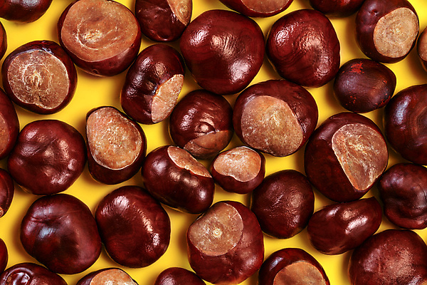 포토 JPG 해외이미지 식물 계절 백그라운드 단풍 과일 자연 탁자 씨앗 사람없음 목재 갈색 노란색 쌓기 견과류 수확 껍질 가을 시골 신선 원형 그룹 플랫 닫기 정상 밤 묘사 유기농 날것 머리위 위치 흙더미 10월 내추럴 항공촬영 적갈색 채식주의자 많음 해외202309 해외포토 도형 나무 웰빙 뷰포인트 컬러 가구 컨셉 잎 농업 재료 모션 흙 날짜 생태계 채식 파일형식 더미