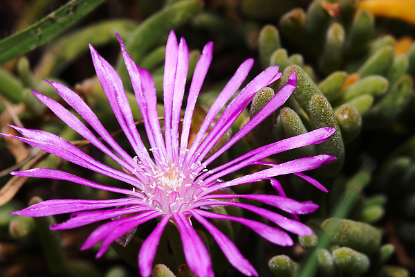포토 JPG 해외이미지 식물 웰빙 꽃잎 꽃 컬러 백그라운드 잎 자연 건강 사람없음 가로 빛 머리 정원 보라색 얼음 사진촬영 봄 활발 들꽃 성장 벚꽃 신선 개화 덩굴 이슬 자주색 제비꽃 원예 질감 내추럴 꽃수술 남아프리카 다육식물 영원 해외202309 해외포토 자연요소 계절 컨셉 아프리카 취미 신체부위 촬영 생태계 파일형식