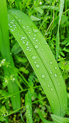포토 JPG 해외이미지 식물 꽃 백그라운드 잎 자연 탁자 표면 새로움 그림자 서기 사람없음 목재 빛 울타리 세일 상점 정원 어둠 골동품 광선 물방울 나뭇가지 시골 신선 판넬 바늘 체리 이슬 카네이션 질감 아로마 지역 금잔화 채소밭 모종 옛날 프로젝트 가문비나무 그리너리 개조 해외202309 해외포토 나무 가구 컨셉 밭 과일 재료 모션 담장 도구 생태계 파일형식 트랜드컬러