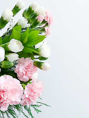 포토 JPG 해외이미지 식물 1 꽃 음식 줄기 분홍색 꽃다발 백그라운드 잎 꽃무늬 자연 실내 사랑 사람없음 햇빛 뷰티 머리 봄 낭만 벚꽃 흰색 개화 닫기 카네이션 흰배경 유기농 고립 해외202309 해외포토 웰빙 계절 감정 컬러 컨셉 무늬 모션 내부 신체부위 태양 생태계 파일형식