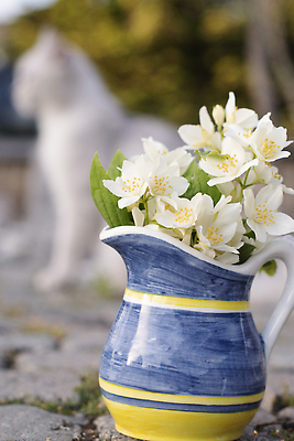 포토 JPG 해외이미지 식물 동물 응시 계절 꽃 꽃다발 꽃무늬 밭 포유류 자연 휴식 잔디 사람없음 야외 초록색 반려동물 뷰티 노란색 정원 맑음 고양이 봄 산책 아기 신선 핥기 작음 민들레 솜털 생강 내추럴 기르기 순혈 해외202309 해외포토 시선 컬러 컨셉 무늬 농업 채소 모션 날씨 사람 크기 생태계 돌봄 파일형식