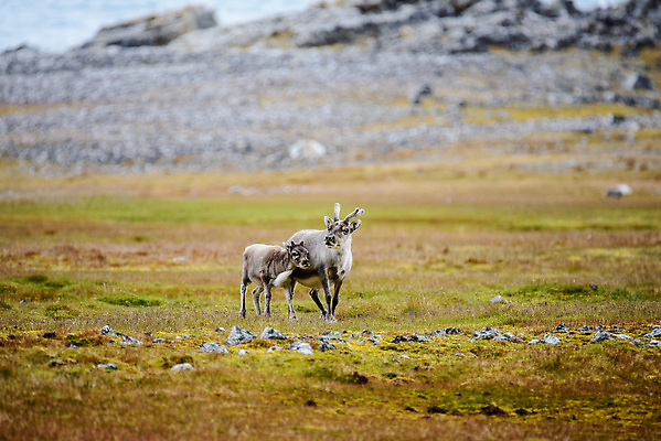 포토 JPG 해외이미지 동물 야생동물 여행 백그라운드 겨울 포유류 자연 사슴 뿔 노르웨이 핀란드 사람없음 야외 파란색 흰색 북극 북쪽 알래스카 내추럴 그린란드 순록 스칸디나비아 해외202309 해외포토 계절 유럽 컬러 섬 북유럽 덴마크 미국 극지방 방향 생태계 파일형식