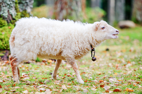 포토 JPG 해외이미지 나무 식물 동물 계절 여자 도로 컬러 백그라운드 잎 오렌지 자연 아침 사람없음 야외 목재 장식 빨간색 초록색 컬러풀 뷰티 농장 노란색 평화 마을 환경 침묵 활발 안개 시골 양 변화 황금 숲 작음 그림 냄새 10월 내추럴 난쟁이 강렬 해외202309 해외포토 주간 길 컨셉 농업 과일 재료 포유류 교통시설 날씨 사람 소리 날짜 크기 생태계 파일형식