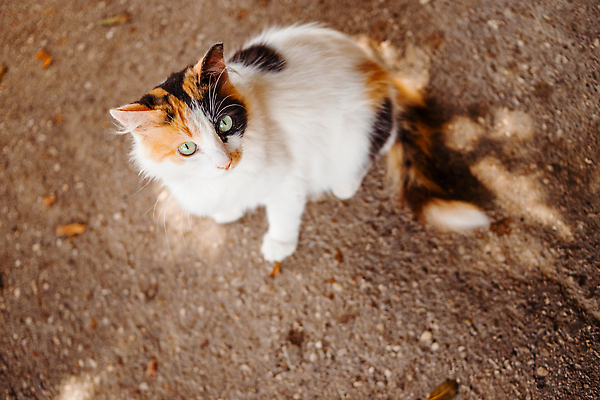 포토 JPG 해외이미지 동물 1 응시 얼굴 오렌지 장난 포유류 휴식 수염 거리 털 사랑 앉기 사람없음 야외 초록색 여름 반려동물 뷰티 갈색 고양이 줄무늬 기다림 달콤 작음 모피 얼룩무늬 솜털 노숙자 돌봄 해외202309 해외포토 시선 계절 감정 컬러 컨셉 무늬 과일 모션 신체부위 맛 크기 파일형식