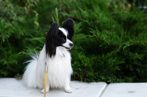 포토 JPG 해외이미지 동물 척추동물 응시 공원 행복 길 포즈 나비 포유류 모션 놀이 털 사람없음 야외 초록색 친구 반려동물 뷰티 정원 우정 산책 에너지 스패니얼 개 강아지 작음 혀 대륙 꼬리 솜털 기르기 동반자 복종 유래 총구 순혈 해외202309 해외포토 시선 공공시설 감정 컬러 곤충 관계 휴식 입 크기 돌봄 파일형식